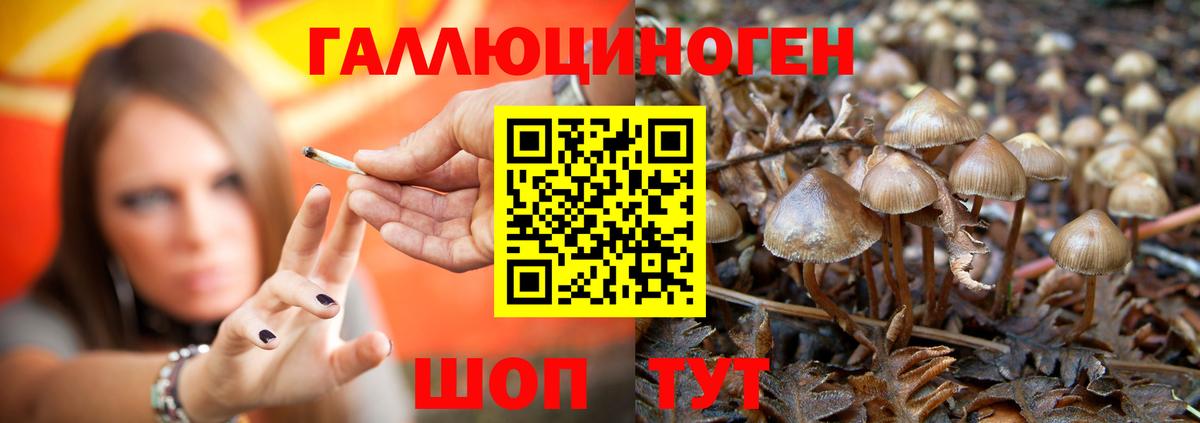 Кингисепп  Галлюциногенные грибы мицелий  Вход с VPN 