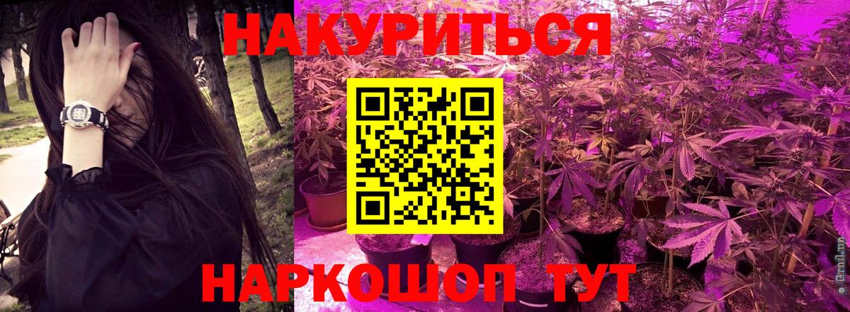 МАРИХУАНА сатива Кингисепп